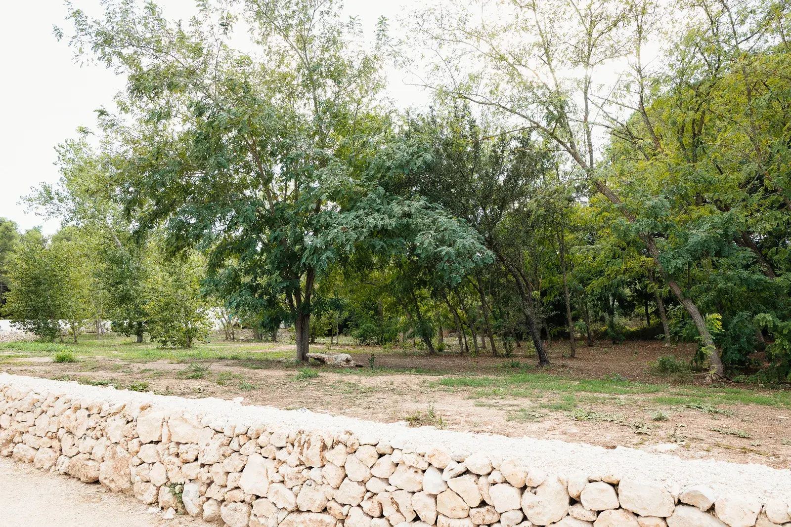 Gli alberi del Parco di Torcito oltre un muretto a secco
