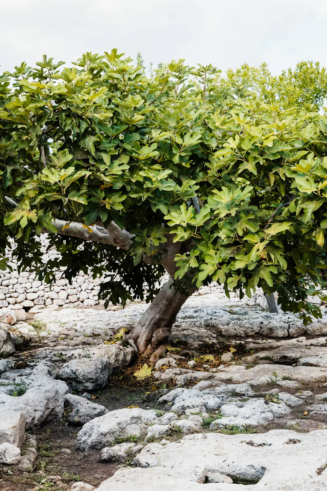 Il verde e la pietra intorno alla masseria, all’ingresso del Parco di Torcito